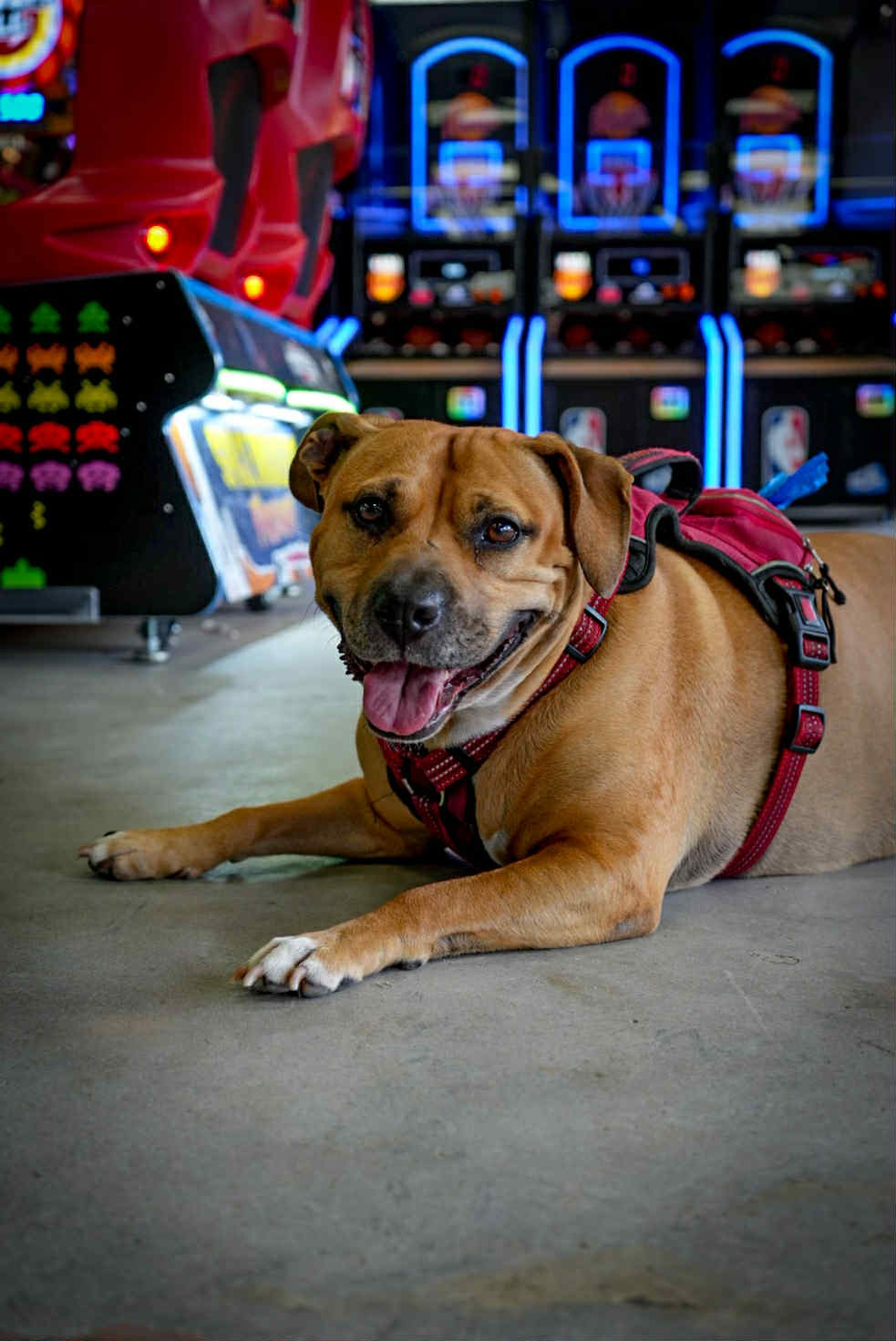 Sol the dog relaxing at Sol's Arcade + Taproom